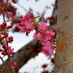 botany-11