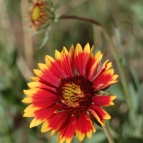 botany-2