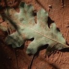 botany-3