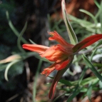 botany-4