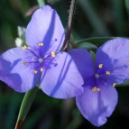 botany-5