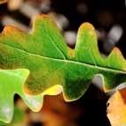 botany-6