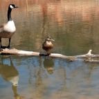 nature-1