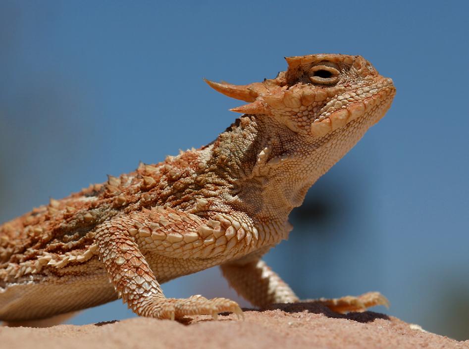 Horned Lizards - Friends of Red Rock Canyon